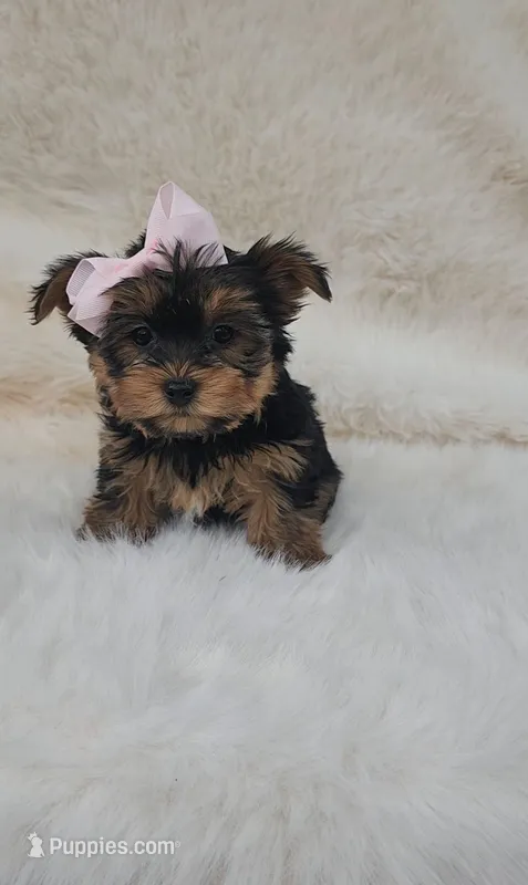 Chanelle – Yorkshire Terrier puppy for sale in Indianapolis, IN