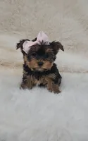 Chanelle, a female Yorkshire Terrier for sale in Indianapolis, IN – Photo 2 of 4