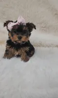Chanelle, a female Yorkshire Terrier for sale in Indianapolis, IN – Photo 3 of 4