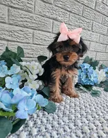 Piper , a female Yorkshire Terrier for sale in Indianapolis, IN – 3 of 5