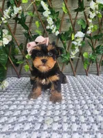 Pippy, a female Yorkshire Terrier and Morkie for sale in Indianapolis, IN – 6 of 7