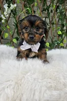Bastian, a male Yorkshire Terrier for sale in Indianapolis, IN – 2 of 2