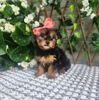 Little Lola, a female Yorkshire Terrier and Morkie for sale in Indianapolis, IN – 7 of 10