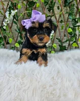 Violet, a female Yorkshire Terrier for sale in Indianapolis, IN – 6 of 7
