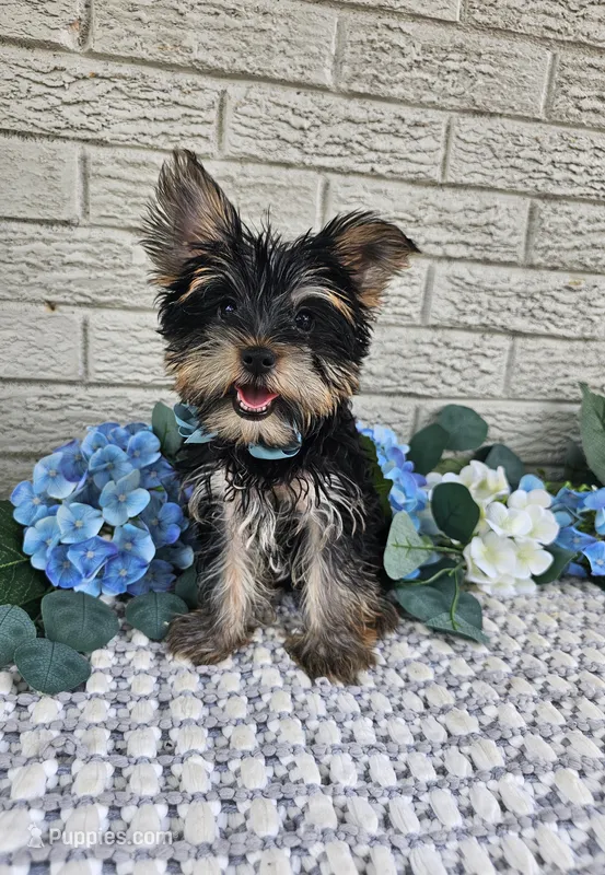Yogi – Yorkshire Terrier puppy for sale in Indianapolis, IN