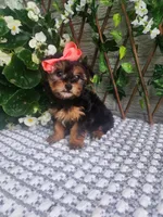 Little Lola, a female Yorkshire Terrier and Morkie for sale in Indianapolis, IN – 4 of 10