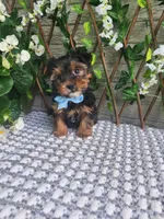 Neeko, a male Yorkshire Terrier and Morkie for sale in Indianapolis, IN – 10 of 10