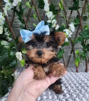 Kiki, a female Yorkshire Terrier for sale in Indianapolis, IN – 5 of 7