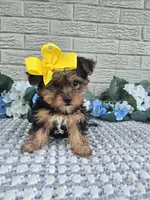 Little Pippy, a female Yorkshire Terrier for sale in Indianapolis, IN – 7 of 7