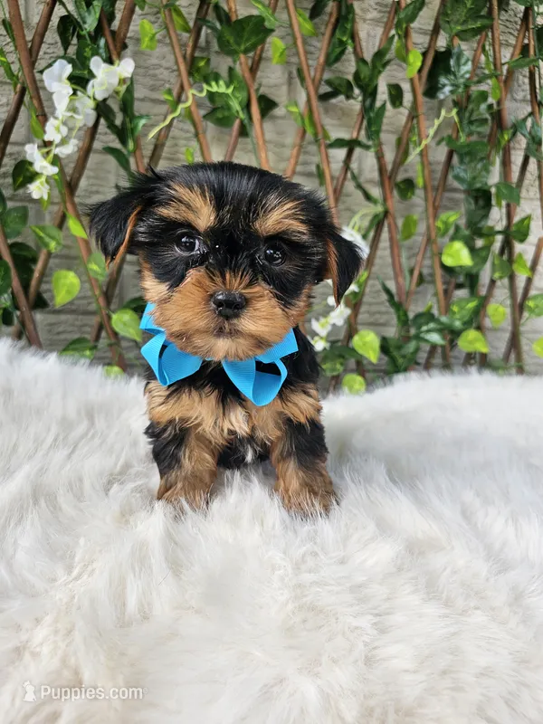 Tiny Tucker – Yorkshire Terrier puppy for sale in Indianapolis, IN