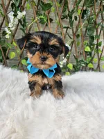 Tiny Tucker, a male Yorkshire Terrier for sale in Indianapolis, IN – 1 of 5