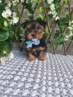 Neeko, a male Yorkshire Terrier and Morkie for sale in Indianapolis, IN – 7 of 10