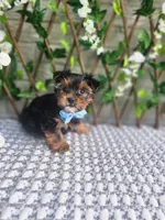 Neeko, a male Yorkshire Terrier and Morkie for sale in Indianapolis, IN – 3 of 10
