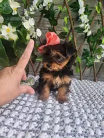 Little Lola, a female Yorkshire Terrier and Morkie for sale in Indianapolis, IN – 5 of 10
