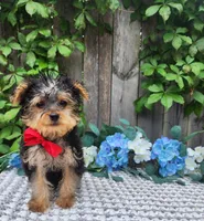 Tiny  Timmy, a male Yorkshire Terrier for sale in Indianapolis, IN – 3 of 9