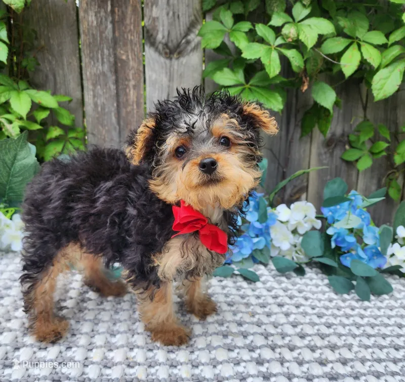Tiny  Timmy – Yorkshire Terrier puppy for sale in Indianapolis, IN