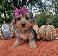 Piper, a female Yorkshire Terrier for sale in Indianapolis, IN – 7 of 7