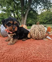 Cleo, a male Yorkshire Terrier for sale in Indianapolis, IN – 5 of 5