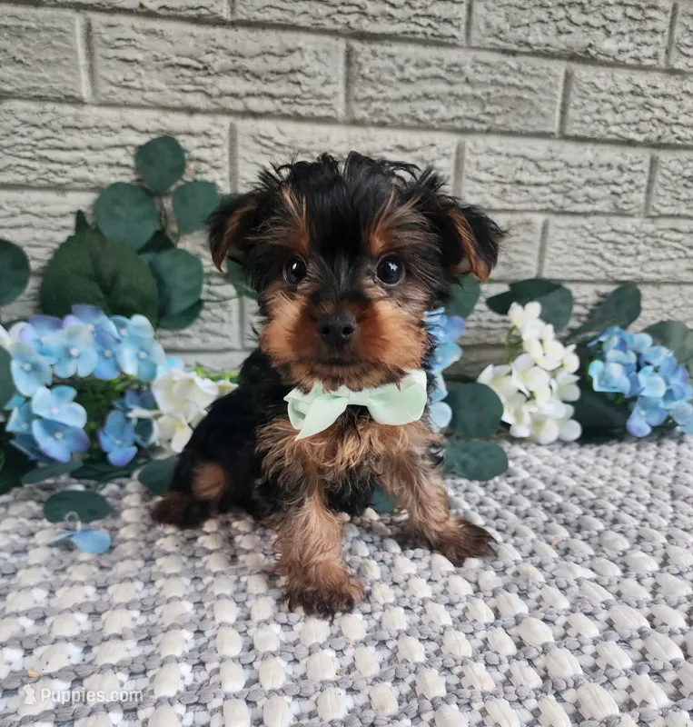 Neeko – Yorkshire Terrier puppy for sale in Indianapolis, IN
