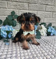 Neeko, a male Yorkshire Terrier for sale in Indianapolis, IN – 1 of 2