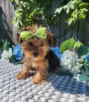 Lola, a female Yorkshire Terrier for sale in Indianapolis, IN – 3 of 7