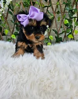 Violet, a female Yorkshire Terrier for sale in Indianapolis, IN – 3 of 7