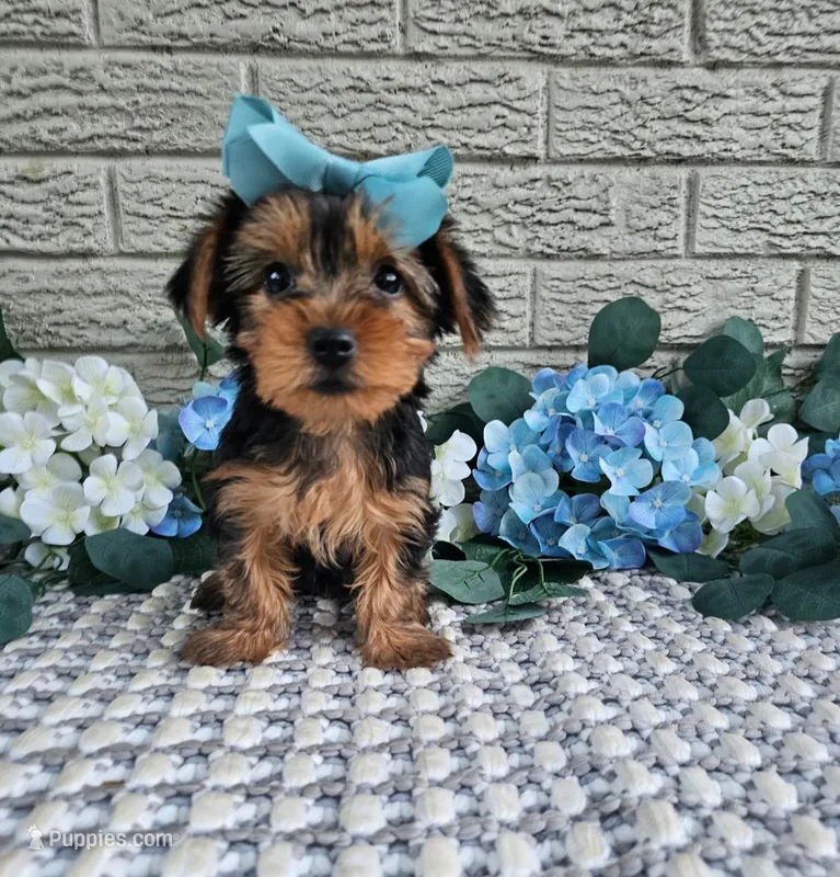 Little Lola – Yorkshire Terrier puppy for sale in Indianapolis, IN