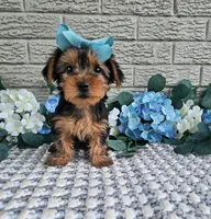Little Lola, a female Yorkshire Terrier for sale in Indianapolis, IN – 1 of 9