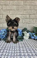 Yogi, a male Yorkshire Terrier for sale in Indianapolis, IN – 5 of 8