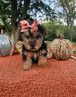 Vivian, a female Yorkshire Terrier for sale in Indianapolis, IN – 4 of 6
