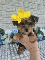 Little Pippy, a female Yorkshire Terrier for sale in Indianapolis, IN – 3 of 7