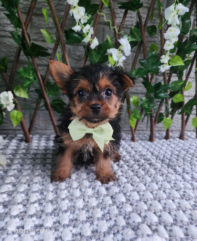 Baxter  – Yorkshire Terrier puppy for sale in Indianapolis, IN
