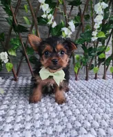Baxter , a male Yorkshire Terrier for sale in Indianapolis, IN – 1 of 3