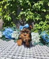 Little Kiki, a female Yorkshire Terrier for sale in Indianapolis, IN – 5 of 5