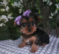  Sadie, a female Yorkshire Terrier for sale in Indianapolis, IN – 2 of 6