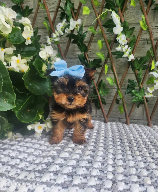 Little Kiwi – Yorkshire Terrier, Morkie puppy for sale in Indianapolis, IN
