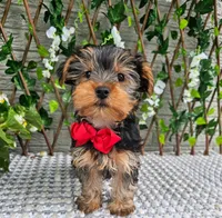 Theo, a male Yorkshire Terrier for sale in Indianapolis, IN – 3 of 6