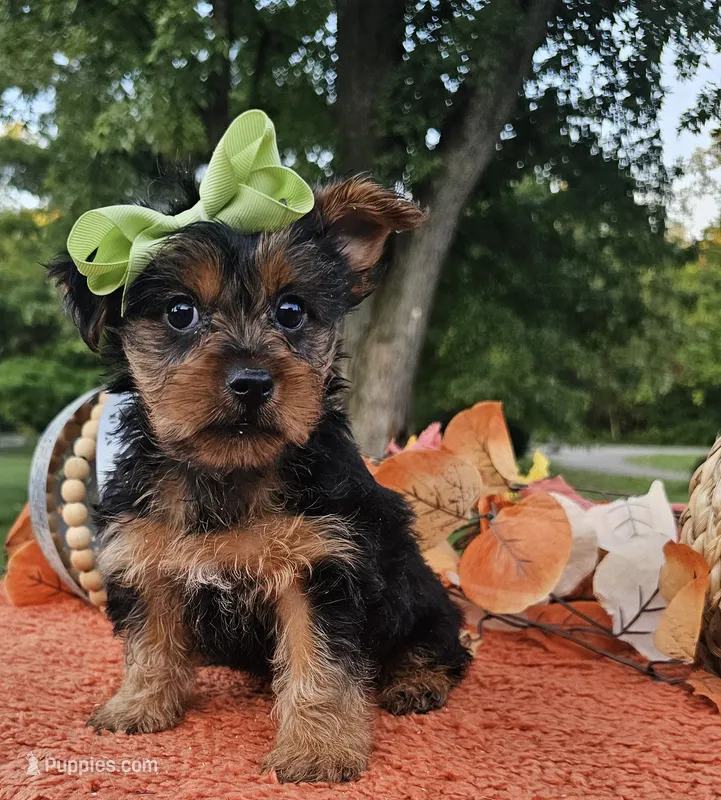 Lilly – Yorkshire Terrier puppy for sale in Indianapolis, IN