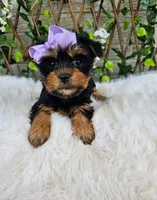 Violet, a female Yorkshire Terrier for sale in Indianapolis, IN – 7 of 7