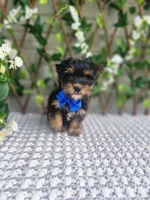Theo, a male Yorkshire Terrier and Morkie for sale in Indianapolis, IN – 6 of 7