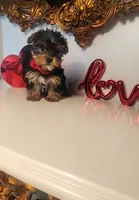 Bastian, a male Yorkshire Terrier for sale in Indianapolis, IN – Photo 3 of 7