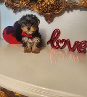 Bastian, a male Yorkshire Terrier for sale in Indianapolis, IN – Photo 5 of 7