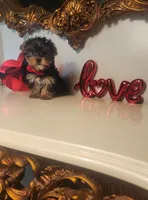 Bastian, a male Yorkshire Terrier for sale in Indianapolis, IN – Photo 6 of 7