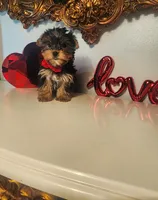 Bastian, a male Yorkshire Terrier for sale in Indianapolis, IN – Photo 2 of 7