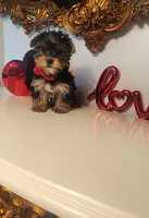 Bastian, a male Yorkshire Terrier for sale in Indianapolis, IN – Photo 4 of 7