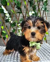 Tucker, a male Yorkshire Terrier for sale in Indianapolis, IN – 5 of 8