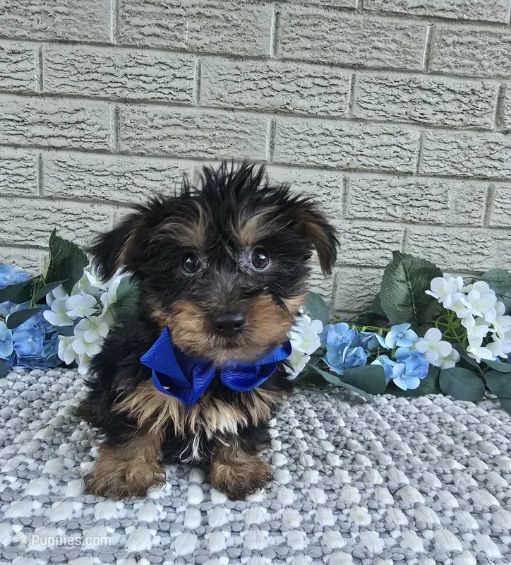Baxter  – Yorkshire Terrier puppy for sale in Indianapolis, IN