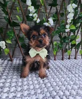 Baxter , a male Yorkshire Terrier for sale in Indianapolis, IN – 3 of 3