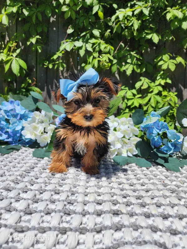 Little Kiki – Yorkshire Terrier puppy for sale in Indianapolis, IN