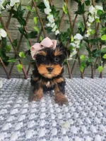 Pippy, a female Yorkshire Terrier and Morkie for sale in Indianapolis, IN – 2 of 7